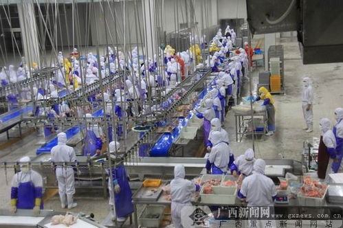 钦州肉食鸡养殖加工全链贯通 朗德鹅养殖再添新翼