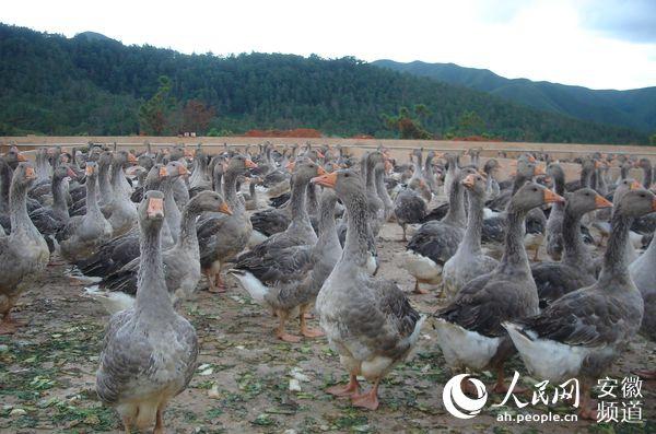 安徽霍邱 朗德鹅唱响致富歌