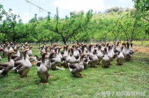 种植现代牧草养鹅有多少利润?朗德鹅如何养殖?